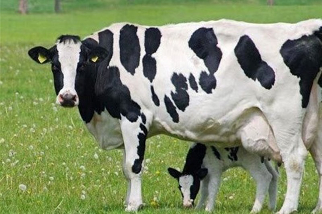 Protected glucose and lactating cows/گلوکز محافظت شده و گاوهای شیرده